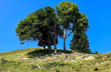 Landhaus Thanner - Foto 30