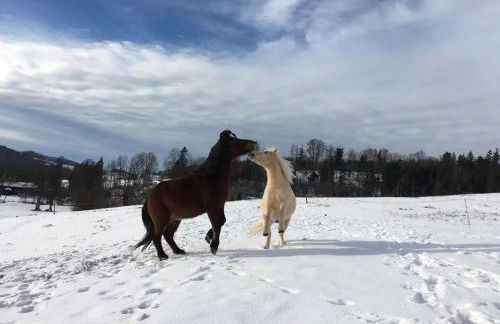 Ferienhof Jakob Rohrhof - Foto 44