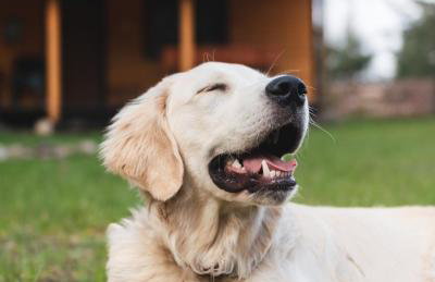 Leśna 21 Dom Południe przy PUSZCZA BIAŁOWIESKA - Foto 24