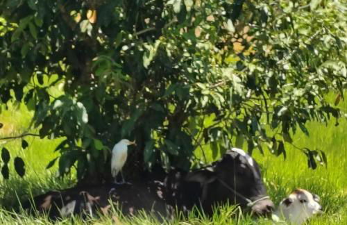 Casa Aratu Guaiú Barra de Mamanguape - Photo 28