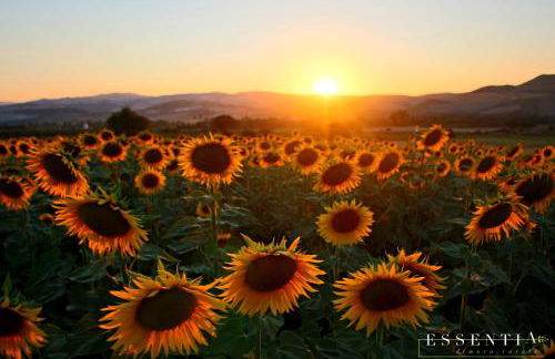 Agriturismo Essentia dimora rurale - Foto 57