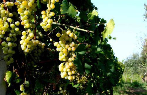 Domus Sol Aria - Foto 62