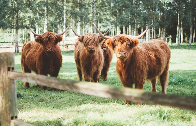 Grand Holiday Home in Alphen with Sauna & Hot Tub - Foto 40