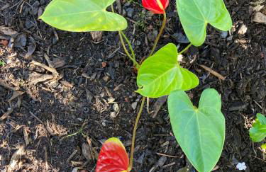 Comfort Nest - Foto 42