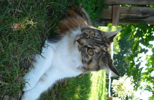 Reiterhof vom Litzlbach - Foto 51