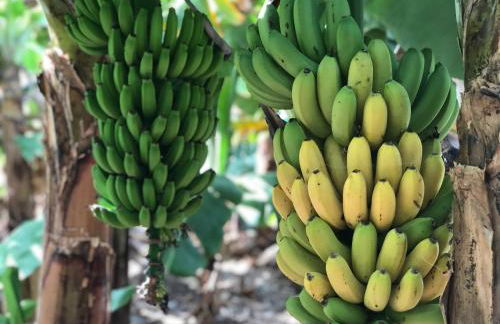 Casa Camino Tamadaba - Foto 5