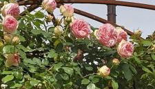 Suite vista panoramica giardino e montagne - Photo 2