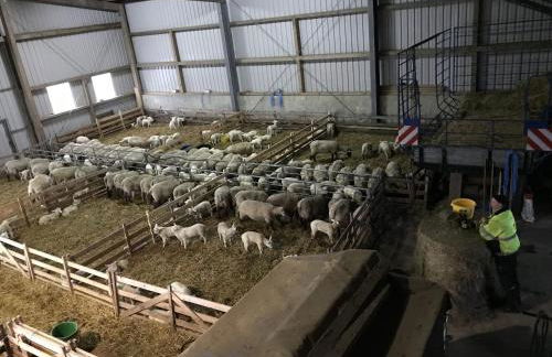 Ferienhof Anke Thiede - Foto 14