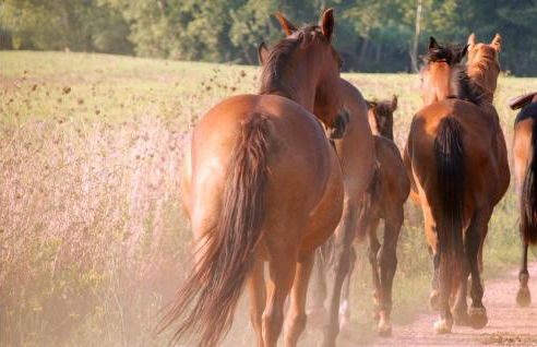 Selinunte House - Foto 9