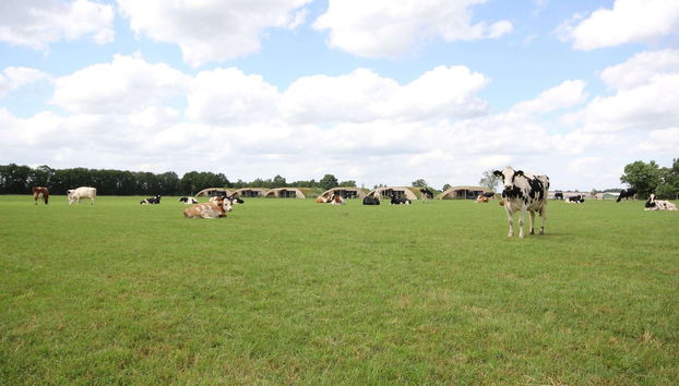 Apartment in Netherlands With Scenic Meadows - Foto 5, Golf