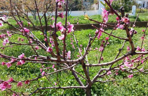 Kleoni's cottage - Foto 35