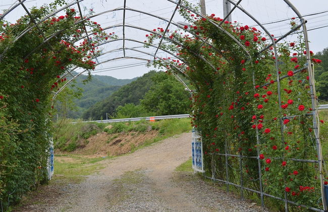 Pension Cafe Yoon & Park - Foto 29