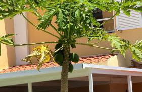 Las Americas Camison With Pool and Patio 10 By Tenerife365 - Photo 6