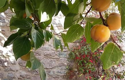 Casetta Nonna Augusta (Spello 9 km-Assisi 12 km) - Foto 45