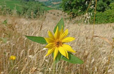 La casa di Mastro Ivetto - Foto 12