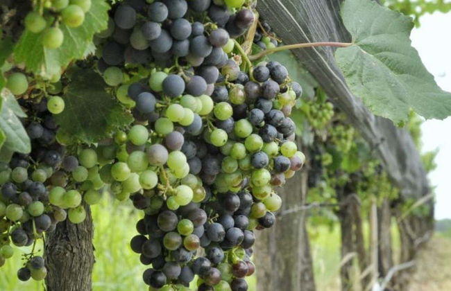 Colonia Caroya Wineries Tour & Tasting - Foto 1