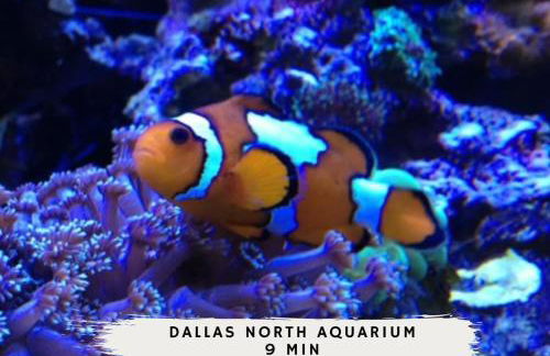 Best of Carrollton - Luxury Pool Hot tub Games - Foto 59