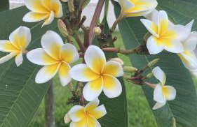 Céu do Morro - Foto 10