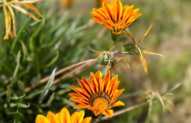 Villa Rústica en la Alpujarra - La Gualalla - Soportújar - Foto 37