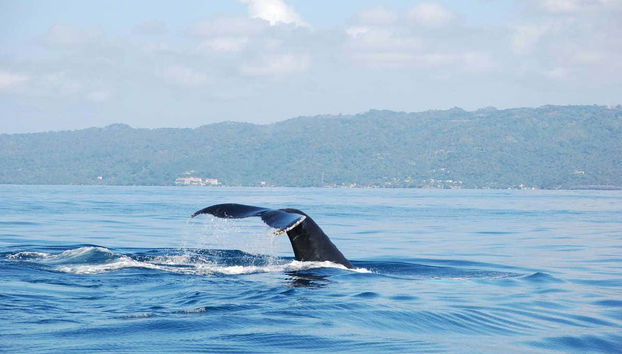 Balene a Samaná