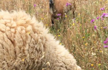 Nocini di Maremma - Photo 29
