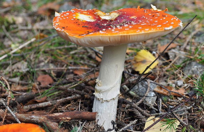 6 Person Holiday Home in Kopparberg-by Traum - Foto 10