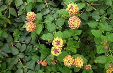 Belle Maison proche plage - Foto 19