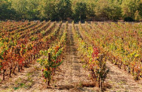 Terre di Sveva - Foto 43