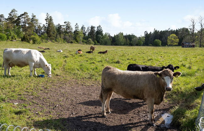 Harge Sörgård - Foto 43