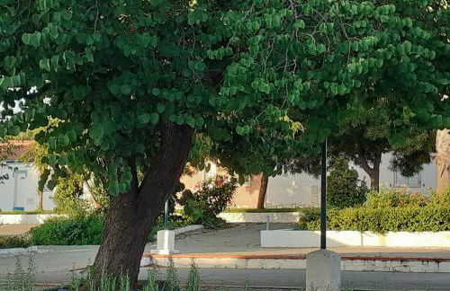 Cantinho de Terena - Foto 32