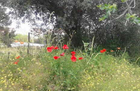 Holiday home Monte das Azinheiras - Foto 38