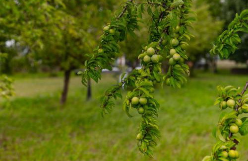 Chatka Czarodzieja - Foto 27