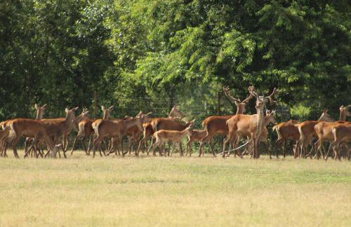 Weidmannsruh - große Ferienwohnung mit 3 Schlafzimmern - Foto 17