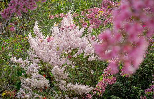 Chalé Flores e Amores - Photo 53