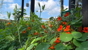 The Deckhouse, cabin with big deck nr Hay-on-Wye - Foto 4, Garden