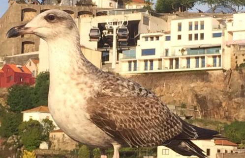 Oporto, sea view and marina - Foto 31