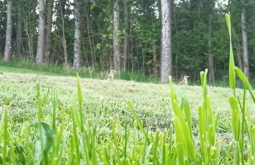 BIESZCZADZKA Antosiówka - Foto 35