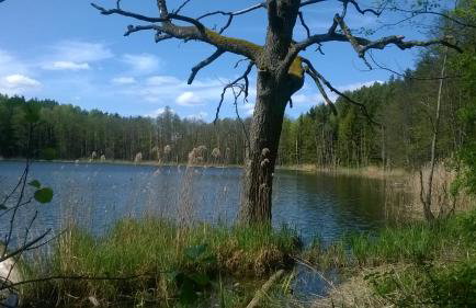 Jabłkowo-na skraju Puszczy Boreckiej ŚNIADANIA W CENIE - Foto 35