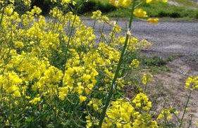 Moulin de la Licorne - Foto 15