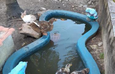 Itaparica - Vera Cruz 12 pessoas - Foto 21