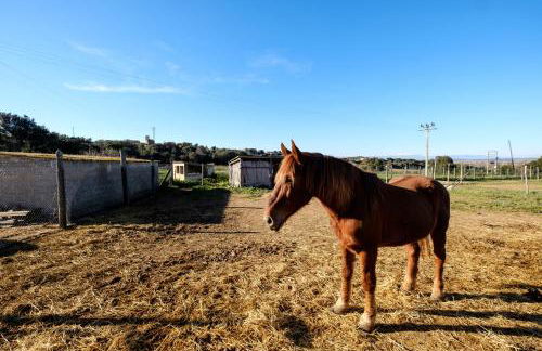 Els Masos d'en Coll - Foto 21