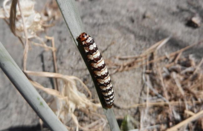 Casavacanze BioMele - Foto 19