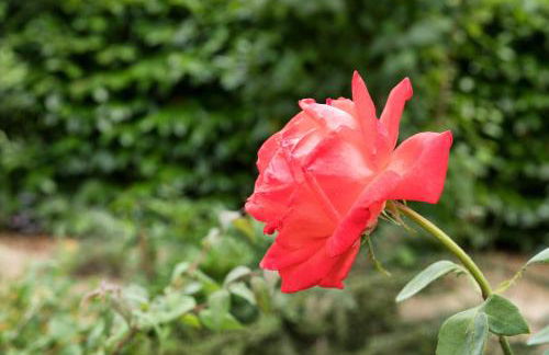 Dolce Casetta - Foto 22