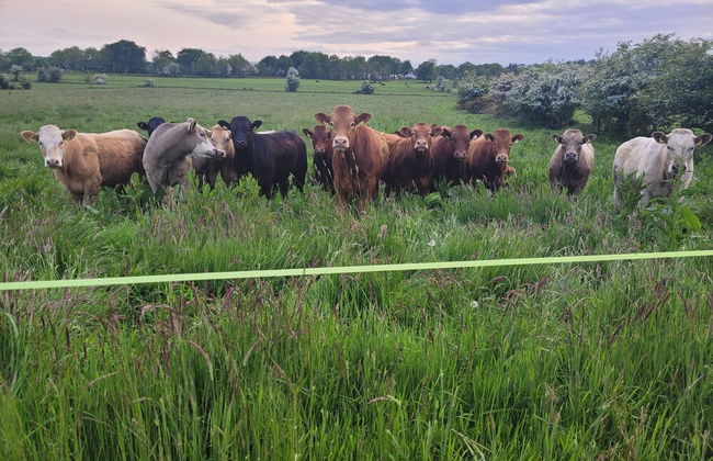 Immaculate 2-bed Cottage in Tuam - Foto 14