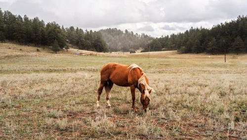 New! Charming Cabin in Colorado National Forest - Foto 2