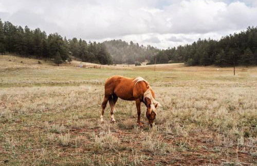 New! Charming Cabin in Colorado National Forest - Foto 2