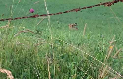Fontanies en Aubrac - Photo 20