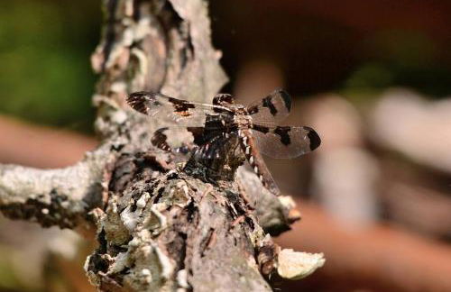 3 Acre Lake Paradise Swimming Pool & Jacuzzi HotTub! - Foto 52