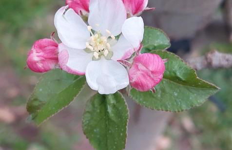 Marlingsuites - Vinea - Wieser Josef - Marling - Foto 6