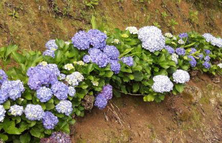 Toca - Bairro Serrano - Foto 70